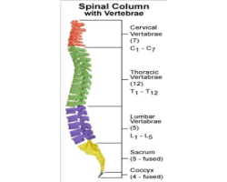 Diagram of spinal column with vertebrae